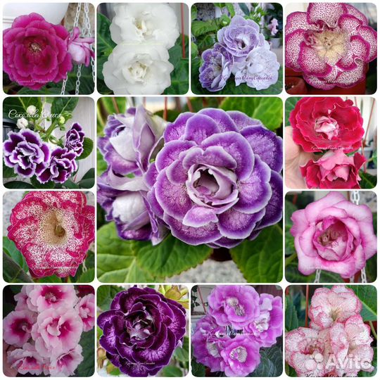 Семена глоксиний