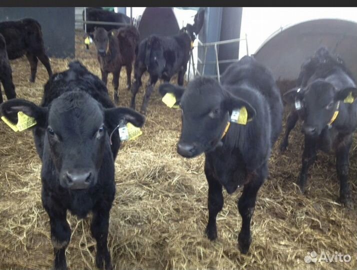 Бычки отпоенные