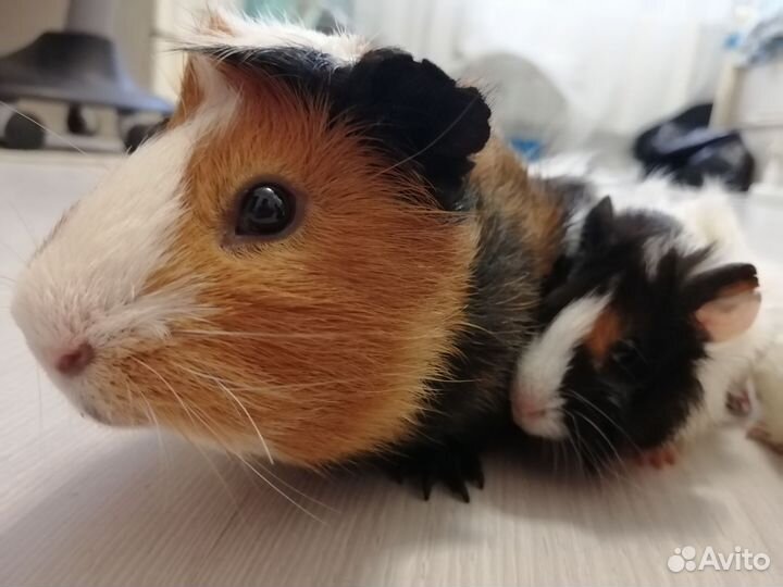 Морские свинки малыши от Крестед и Розетки