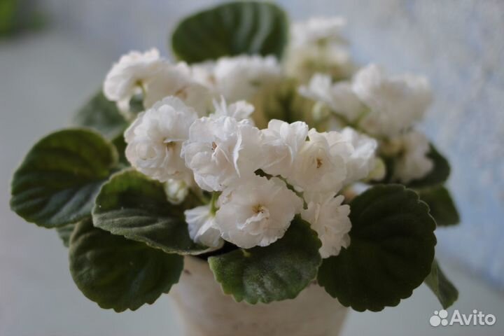 Фиалка Зефир, наслаждение