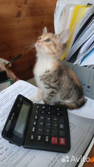 Отдам бесплатно