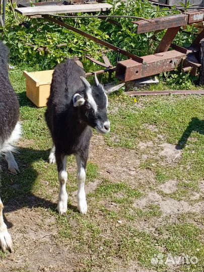 Козлята 5 месячный