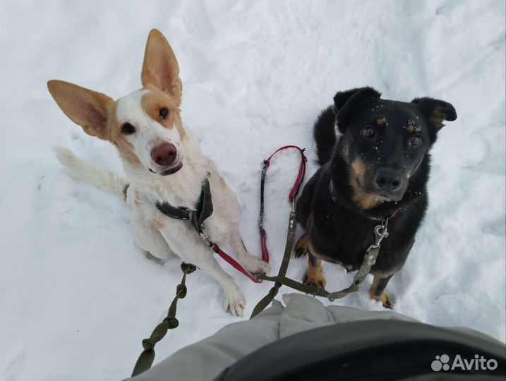 Выгул собак и зооняня