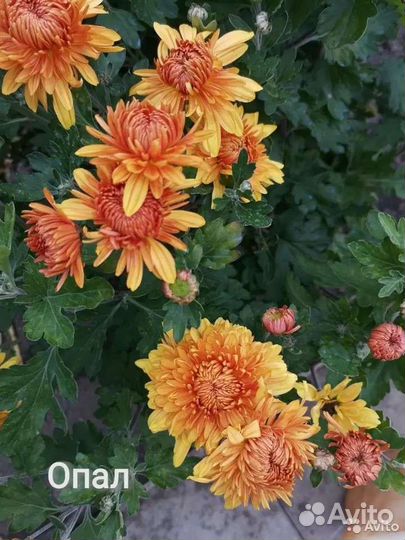 Хризантема корейская