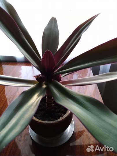 Рео (традесканция)