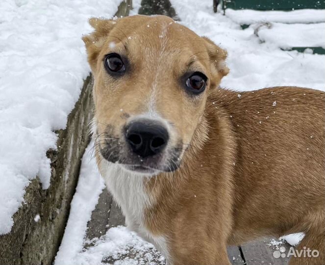 Стерильная метис стаффтерьера, девочка в дар