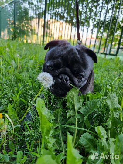 Мопс вязка мальчик