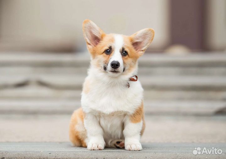 Вельш-корги пемброк девочка
