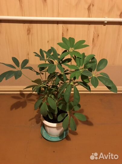 Комнатные цветы шефлера