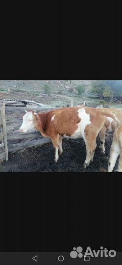 Корова, Первотелка