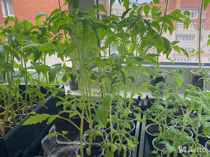 Рассада помидор и перцев