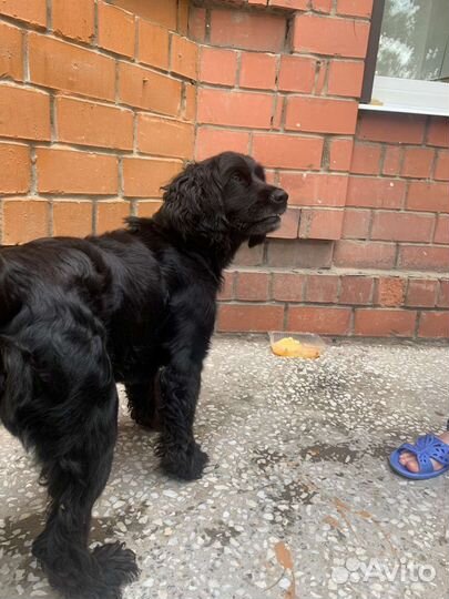 Найдена собака, кобель