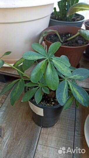 Продам цветы комнатные