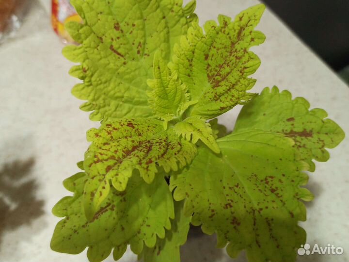 Колеус на срез. Несколько сортов