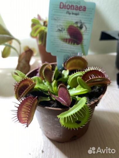 Венерина мухоловка (Дионея)