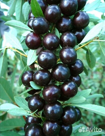 Саженцы Вишни бессея(песчаная)