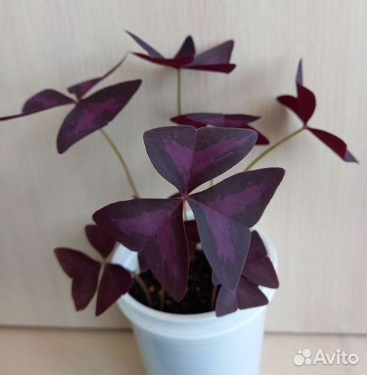 Кислица оксалис