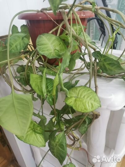 Комнатные цветы Сингониум