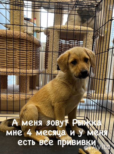 Щенок девочка в добрые руки