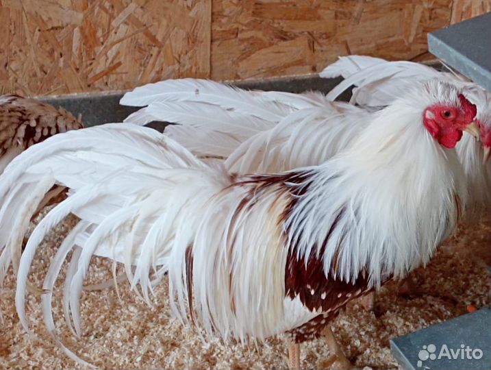 Продаются петушки