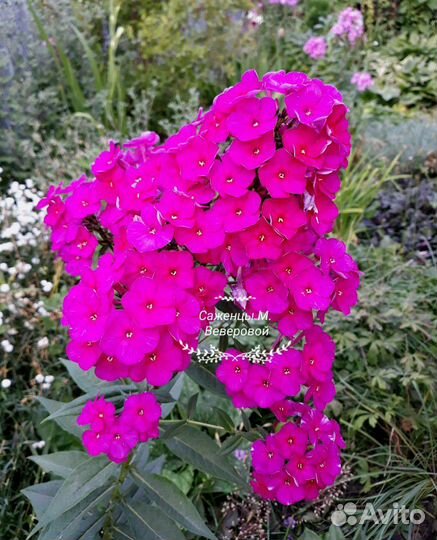 Саженцы многолетние мv+доставка