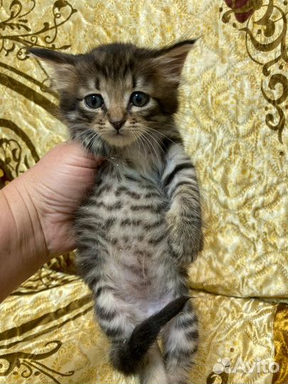 Маленький котенок