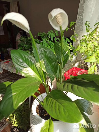 Спатифиллум