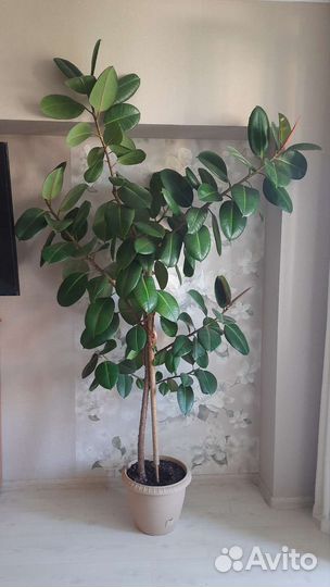Фикус каучуконосный большой
