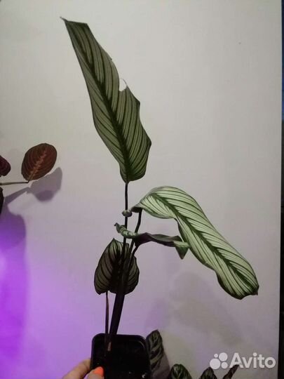 Калатея мажестик вайт стар