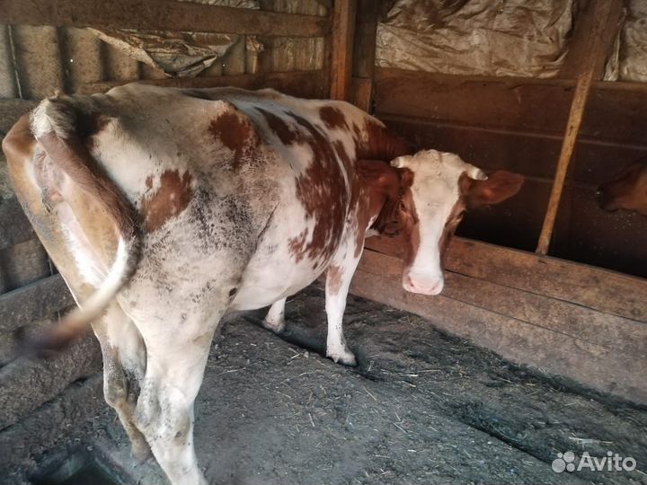 Коровы дойные