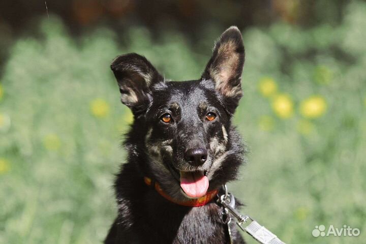 Трехлапая собачка Стеша ищет семью