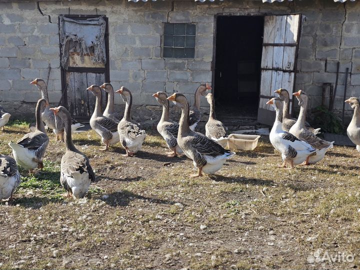 Холмогорские гуси