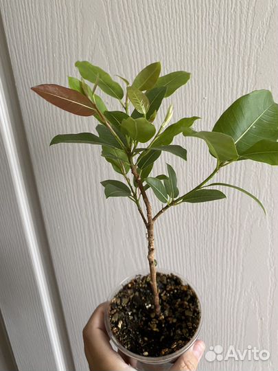 Фикус Суперба компакта
