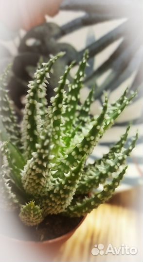 Алое Humilis Shark (Алое Акула)