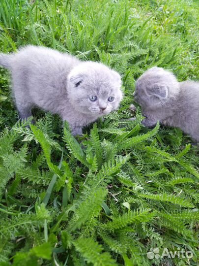 Шотландские вислоухие котята