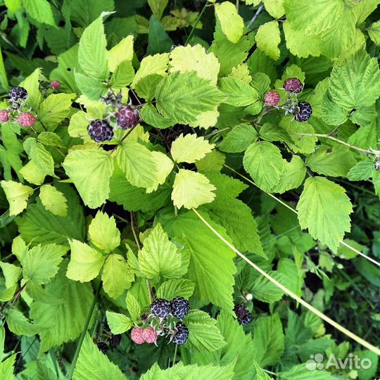 Туя брабант/ежевика