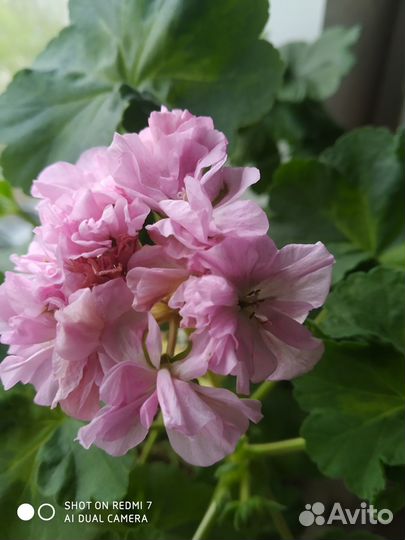 Герань пеларгония