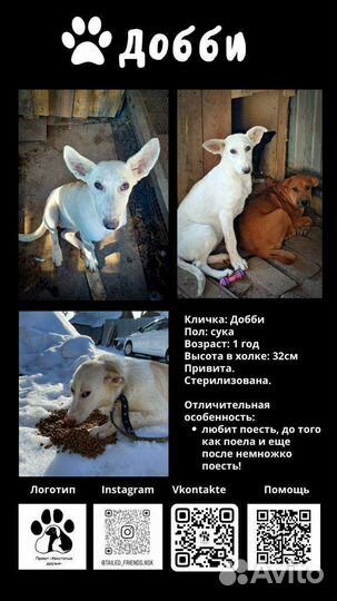 Собака в добрые руки