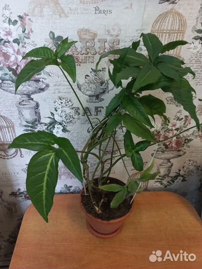 Сингониум цветок для дома
