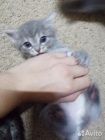 Котята в добрые руки приучены к лотку