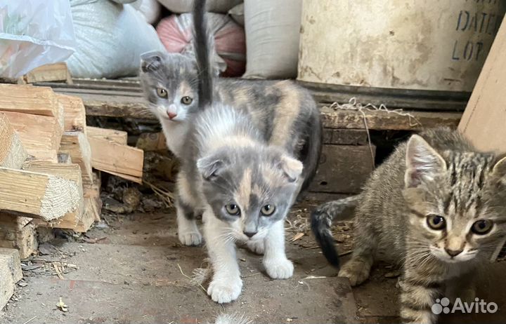 Кошка