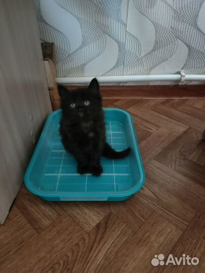 Отдам котенка в добрые руки