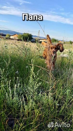 Кокер спаниель
