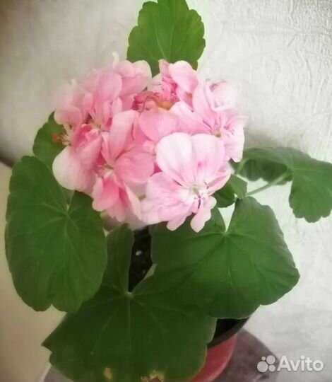 Пеларгония Розовый фламинго сортовая