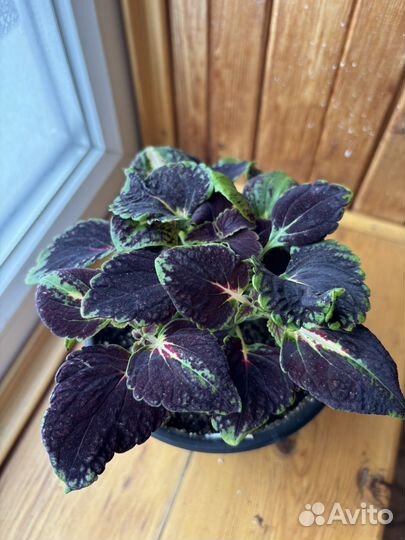 Колеусы вегетативные