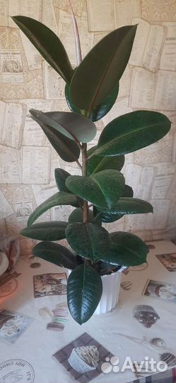 Фикус каучуконосный