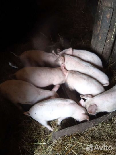 Поросята