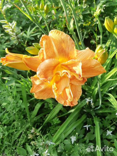 Сортовые лилейники