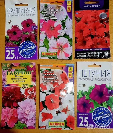 Ампельная Петуния, Бегония, Сальвия, Рассада