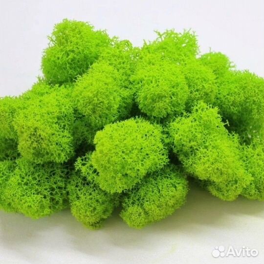 Мох стабилизированный, кочка и пласт, розница опт